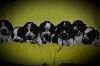  - Les 8 bébés de Nikita !!!!