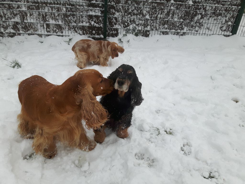 Du Domaine De Blegny - La neige de retour !!!!