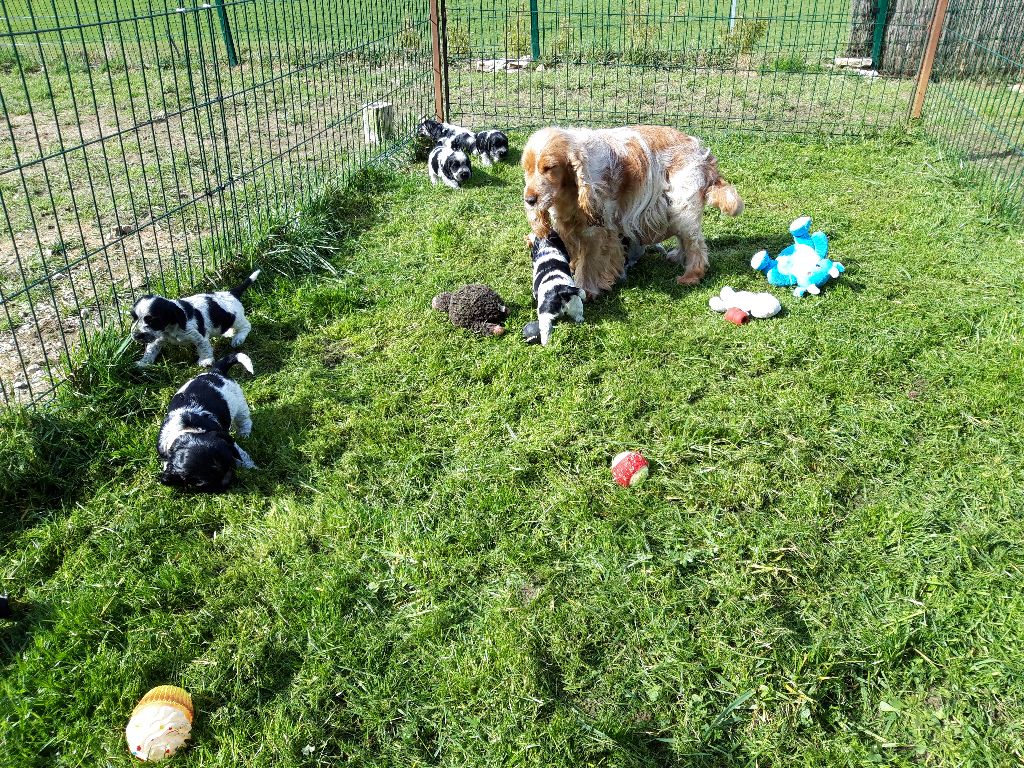 Du Domaine De Blegny - Première sortie pour les bébés !