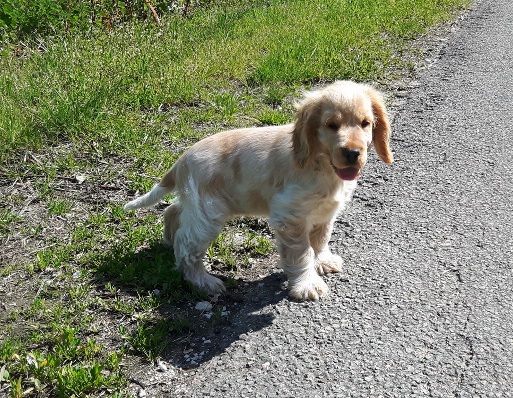 Nikita de l'Orme à Lieue