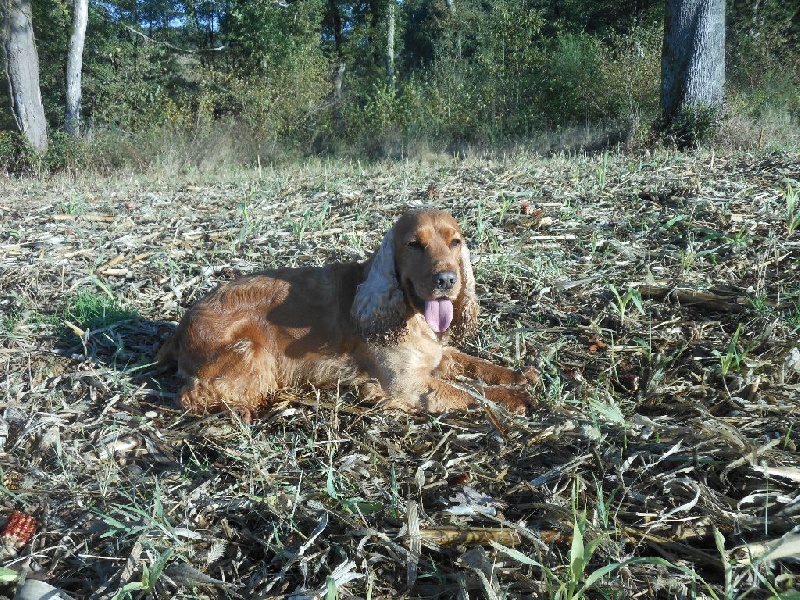 Goldy des Hauts de Fontaine