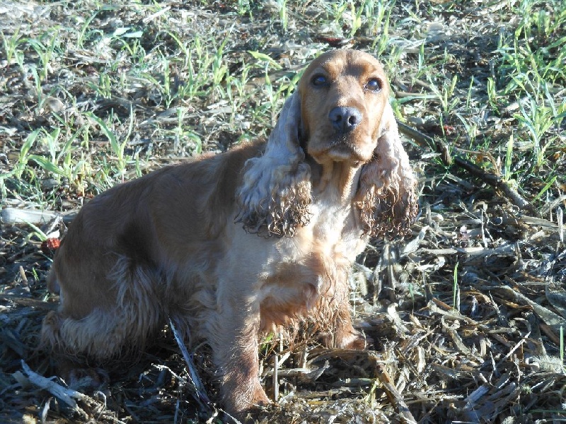 Goldy des Hauts de Fontaine