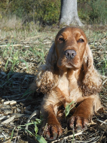 Goldy des Hauts de Fontaine