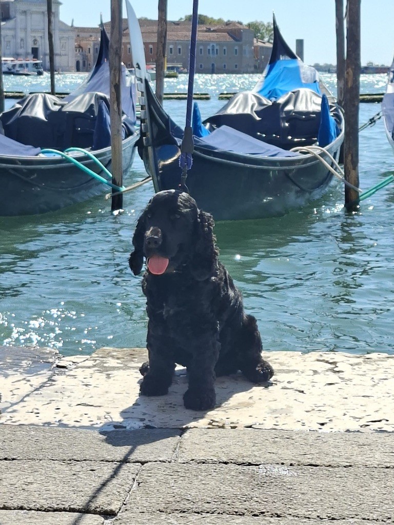 Le beau Vic en direct de Venise 