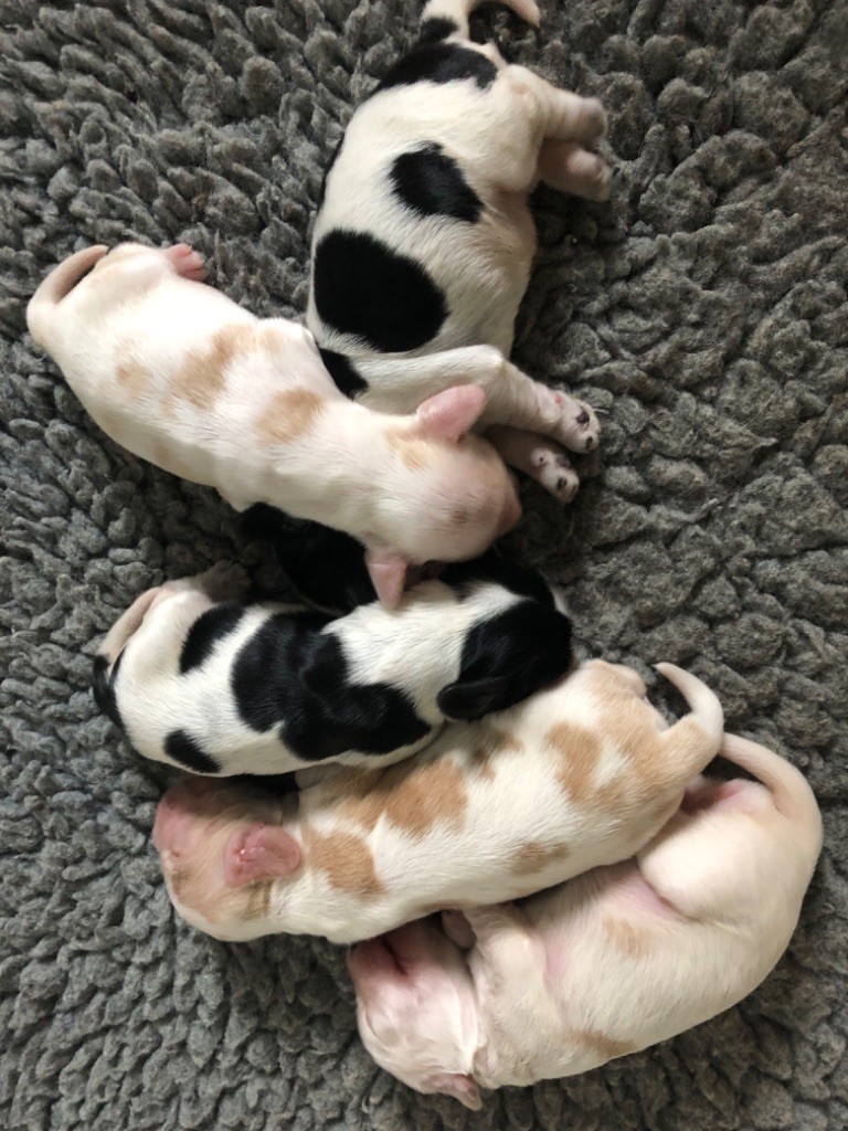 Du Domaine De Blegny - Cocker Spaniel Anglais - Portée née le 24/08/2025